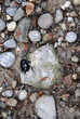 schwarze Baggerkäfer auf kleine Steine im Wald , Makro aufnahme