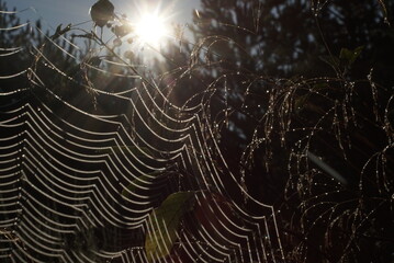 wet cobweb and grass in autumn