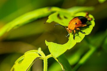 Wall Mural - ladybug is resting on the leaf alone.