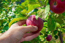 View On White Female Hands Take Fresh, Ripe, Red Apples From An Apple Tree. Traditional Collecting Handmade Organic Fruit. Apples Red Ripened On A Tree.