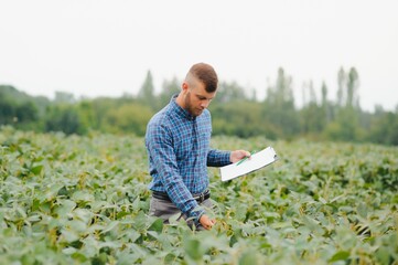 Farmer agronomist on a growing green soybean field. Agricultural industry.