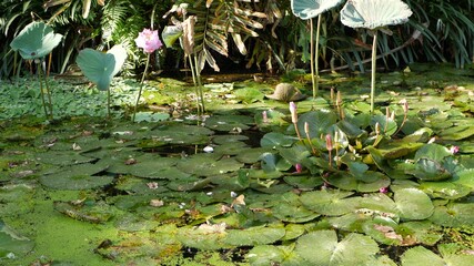 Wall Mural - From above floating green water lilies in calm pond. Leaves floating in tranquil water. Symbol of buddhist religion on sunny day. Sky and palm reflection in lake. Tropical idyllic natural background.