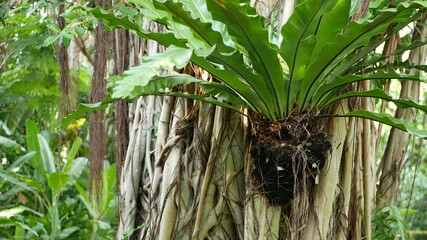 Wall Mural - Fern birds nest on banyan. Bright fern birds nest with big green leaves growing up on banyan. Various tropical plants growing in jungle rain forest on sunny day in nature