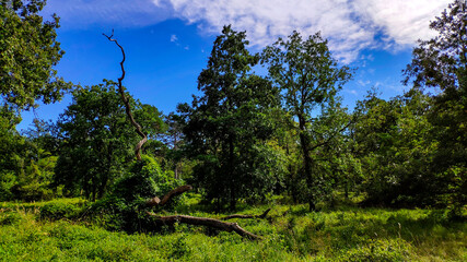 trees in the forest