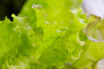 Fresh lettuce leaves.