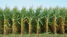 Front View On Straight Rows Of Maize Plants On The Field With Ripe Cobs And Ready To Be Harvest For Silage