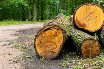 Sawed tree trunks on the ground