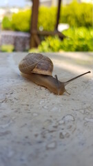 snail on a marble