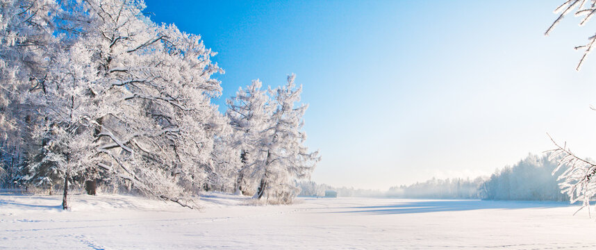Fototapete - Beautiful winter forest on a sunny day