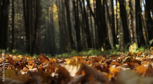 Cuadros en Lienzo Sol recouvert de feuilles tombées, forêt, bois, arbres, végétation