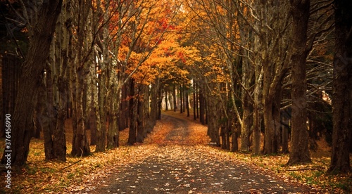 Fotografía Chutes de feuilles en automne, arbres, forêt, végétation, bois, feuilles, jaune
