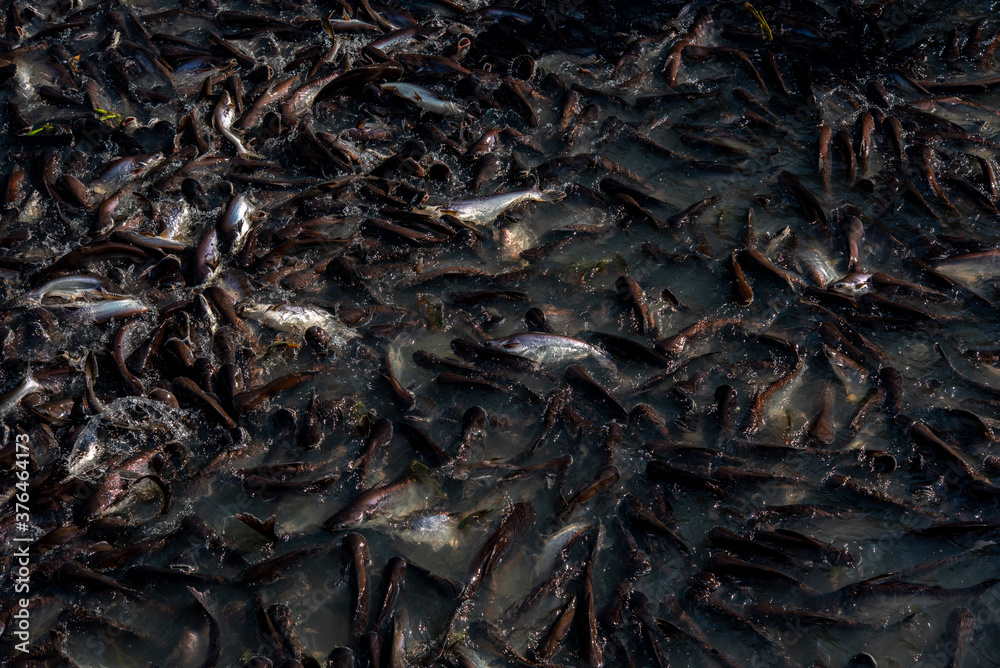 Pangasius and freshwater species in Asia are popular for food exports ...