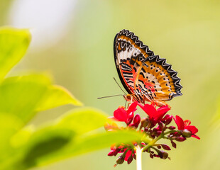 Wall Mural - Beautiful butterfly and flowers in the garden