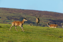 Red Deer Stags On The North Side Of Dunkery Beacon, Near Porlock, In Exmoor National Park, Somerset, England
