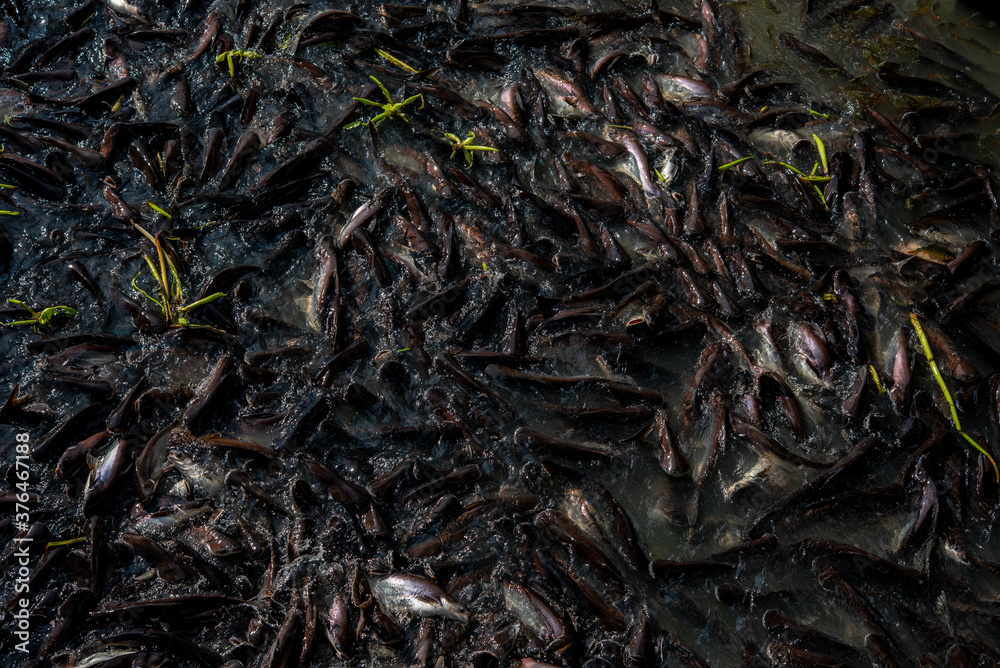 Panash Fish Pangasius and freshwater species in Asia are popular for food exports ...