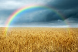 Fototapeta Tęcza - Amazing rainbow over wheat field under stormy sky