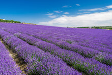Lavender Field With Magenta Landscape Against Blue Sky With Clouds