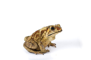 Wall Mural - asian common toad ( duttaphrynus melanostictus ) isolated on white background