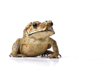 Wall Mural - asian common toad ( duttaphrynus melanostictus ) isolated on white background