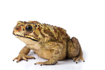 Wall Mural - asian common toad ( duttaphrynus melanostictus ) isolated on white background