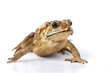Wall Mural - asian common toad ( duttaphrynus melanostictus ) isolated on white background