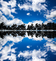 Wall Mural - Reflection of fir trees and blue sky with fluffy white clouds that looks like a sound-wave effect. 