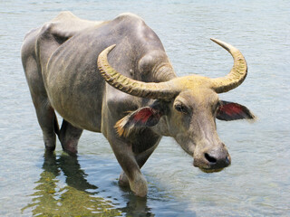 Close-up portrait of a massive water buffalo with big horns. This carabao leaving a pool of water, Luzon, Philippines