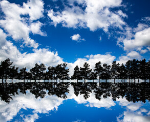 Wall Mural - Reflection of fir trees and blue sky with fluffy white clouds that looks like a sound-wave effect. 