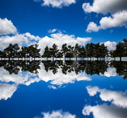 Wall Mural - Reflection of fir trees and blue sky with fluffy white clouds that looks like a sound-wave effect. 