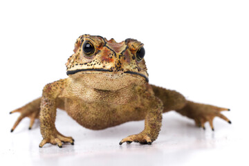 Wall Mural - asian common toad ( duttaphrynus melanostictus ) isolated on white background