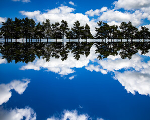 Wall Mural - Reflection of fir trees and blue sky with fluffy white clouds that looks like a sound-wave effect. 