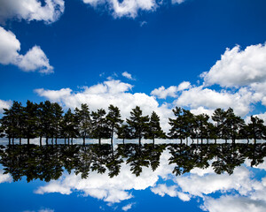 Wall Mural - Reflection of fir trees and blue sky with fluffy white clouds that looks like a sound-wave effect. 