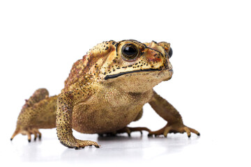 Wall Mural - asian common toad ( duttaphrynus melanostictus ) isolated on white background