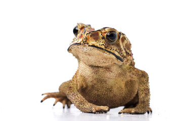 Wall Mural - asian common toad ( duttaphrynus melanostictus ) isolated on white background