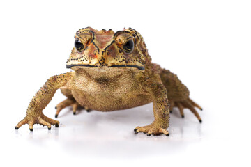 Wall Mural - asian common toad ( duttaphrynus melanostictus ) isolated on white background