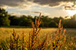 A stalk of rye on in summer golden field