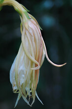 Exotic Queen Of The Night Flower Fading At Dusk, Cacti Which Rarely Blossoms And Only At Night Time, Sometimes Referred To As Night-blooming Cereus Found In The Caribbean Island Of Sint Maarten