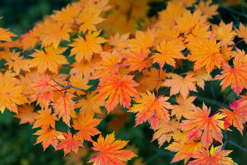 bright autumn background. japanese maple branch. red foliage of maple. natural background of vibrant