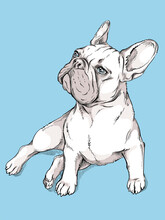 Cute Blue Eyed French Bulldog Sketch