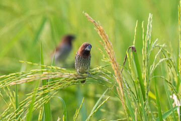 Wall Mural - Scaly-breasted munia