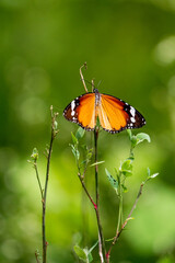 Wall Mural - Plain tiger butterfly 