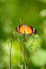 Wall Mural - Plain tiger butterfly 