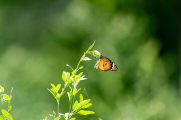 Wall Mural - Plain tiger butterfly 