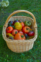 Wall Mural - basket with fresh tomatoes, standing on grass