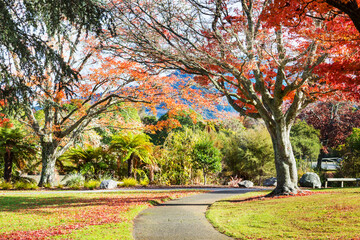 Sticker - Autumn park in New Zealand