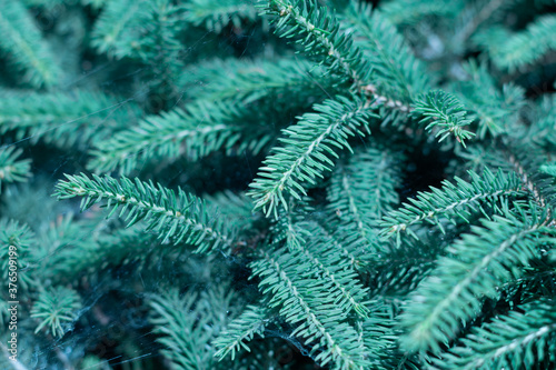 Green evergreen background.