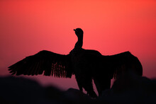 Silhouette Of Socotra Cormorant With Wide Spread Wings, Bahrain