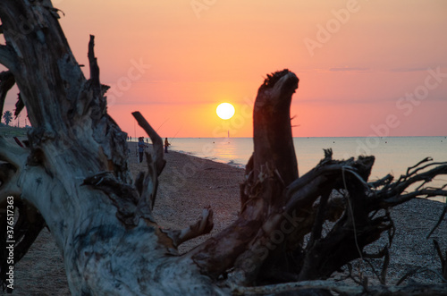 Amanecer en la playa tras tronco arrastrado por temporal Gloria. Poster Mural XXL