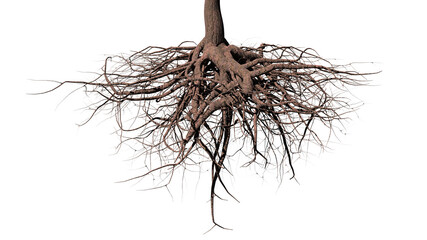 Wall Mural - tree roots on white background