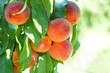close up on fresh peaches on the branch